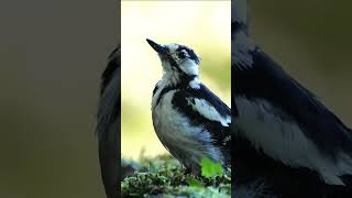 Redbellied woodpecker sounds  woodpecker call nature [upl. by Eldrid]