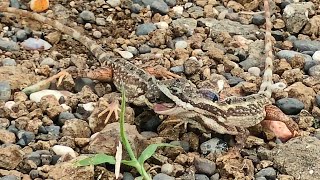 FAN THROATED LIZARD A Fight for being Alpha [upl. by Sivrep260]