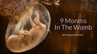 9 Months In The Womb A Remarkable Look At Fetal Development Through Ultrasound By PregnancyChatcom [upl. by Nnaerb813]