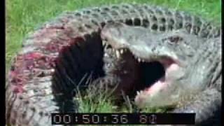 Alligator vs Alligator  Alligators Fighting  Best Shot Footage  Stock Footage  PART 1 [upl. by Nileak]