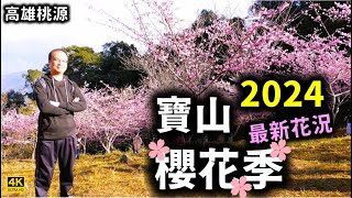 2024高雄寶山【二集團櫻花季】～河津櫻大盛開！最新花況報你知！粉紅河津櫻粉嫩滿山坡，南部最佳拍照與賞花景點！ [upl. by Akina]