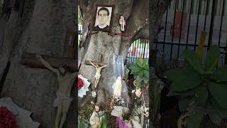 el árbol delos milagros del centro médico de Guadalajara Jalisco México [upl. by Anauqcaj]