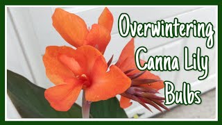 Overwintering My Cannas🍃 Container Gardening Kreatyve Laydiiee [upl. by Ydoc]