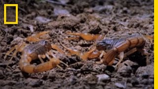 Cannibal Scorpions vs Shrew  National Geographic [upl. by Garcon]