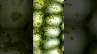 Plant cells under microscope [upl. by Alle]