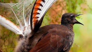 lyrebird  This Bird Can Mimic Any Sound [upl. by Carroll663]