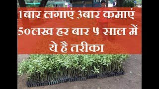 Eucalyptus Plantation  safeda ki kheti  Eucalyptus Farming [upl. by Enyawed]