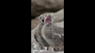 Have you ever seen a baby seagull [upl. by Eulalie]