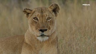 Encounter between a lioness and an elephant [upl. by Yedorb]