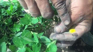 Como reproducir la planta Maní Forrajero Cacahuatillo Arachis pintoi [upl. by Llerref]