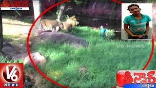 Drunk Man Enters Into Lions Enclosure At Hyderabad Zoo Park  Teenmaar News  V6 News [upl. by Covell]