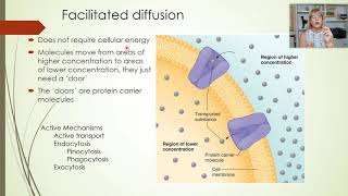 Lab 7  Part 4  Membrane transport [upl. by Deedahs]