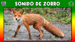 SONIDO DE ZORRO 🐾 [upl. by Alhak]