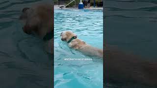 Dog Obsessed With Water Goes To A Waterpark  The Dodo [upl. by Nerissa378]