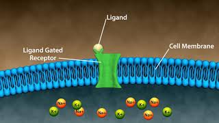 Types of Drug Receptors [upl. by Rebmyt270]