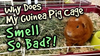 Why Does My Guinea Pig Cage Smell So Bad [upl. by Lala]