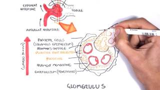 Nephrotic Syndrome  Types and pathology histology [upl. by Odinevneib215]