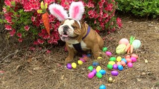 Bulldog named newest bunny for Cadburys iconic Easter commercial [upl. by Kado]