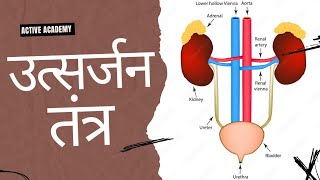 Excretory System  उत्सर्जन तंत्र  excretory system in human  science classes [upl. by Brunhilde885]