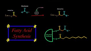 Fatty Acid Synthesis EVERYTHING YOU NEED TO KNOW MCAT BIOCHEMISTRY Map of Metabolism [upl. by Lyontine]