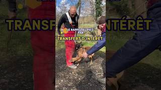 Rappel au pied par transfert d’intérêt en sports canins chien malinois mondioring ringfrançais [upl. by Illil]