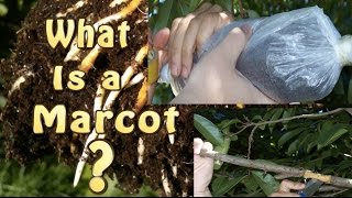 What is a Marcot Marcotted Marcotting or Air Layering of Fruit Trees [upl. by Hepsiba]