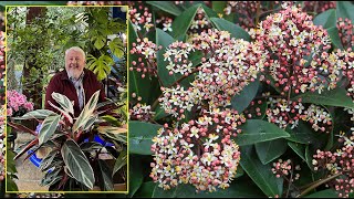 SKIMMIA ARBUSTE À FLEURS OU À FRUITS COLORÉS POUR L’OMBRE EN SOL ACIDE… Le Quotidien du Jardin N°297 [upl. by Ahsiele]