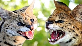 Savannah Cat vs Serval  Understanding The Differences [upl. by Aninaig846]