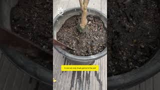 How to treat camellia root rot greenlife garden gardening camelia [upl. by Ivey887]