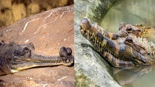 Gharial amp False Gharial  The Differences [upl. by Constantina]