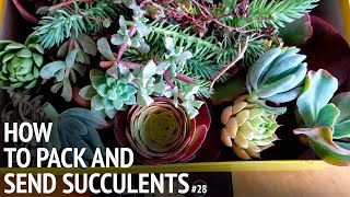 28 How to pack and send succulents [upl. by Hawthorn]