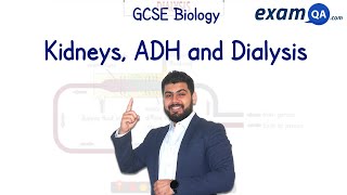 Kidneys ADH and Dialysis  GCSE Biology [upl. by Khai]