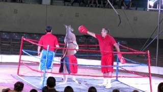 Circus  boxing with a kangaroo [upl. by Ahsinac]