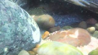 Sewellia lineolata  Tiger Hillstream Loach [upl. by Yeldar576]