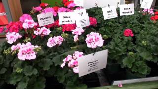 Ball FloraPlants New Varieties [upl. by Reisman]