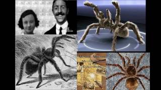 JBa Fofi Congo Giant Forest Spider  William J Gibbons [upl. by Posehn851]