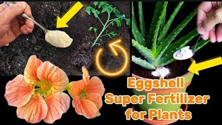 How To Make Eggshell Super Fertilizer for Plants in 3 Minutes [upl. by Ailecra]