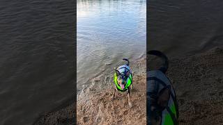 Australian Kelpie playing fetch at the lake dog kelpie fetch pet pets petvideos fyp doggo [upl. by Ettenuahs]