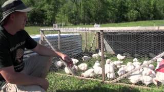 How to raise Meat Chickens [upl. by Clayberg]