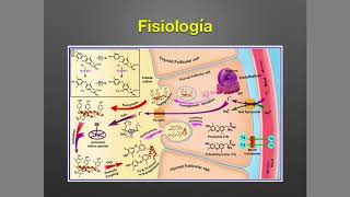 Tiroides Anatomía y Fisiología [upl. by Mariel]