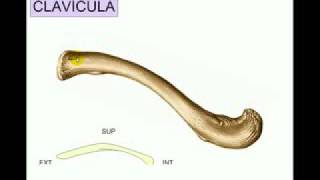 I Osteologia 2 [upl. by Sylado]