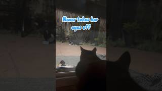 Smelly cat is not smelly 😻 cat funnypets funny cuteanimal cute [upl. by Nednil588]