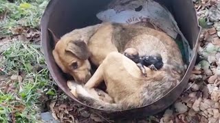 Abandoned just after giving birth the mama dog despaired when her puppies gone [upl. by Hancock]