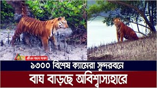 ১৩০০ বিশেষ ক্যামেরা সুন্দরবনে  বাঘ বাড়ছে অবিশ্বাস্যহারে  Sundarbans  Royal Bengal Tiger [upl. by Raymond]