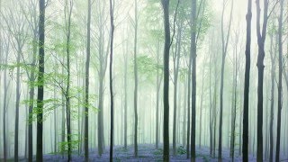 Hallerbos blue forest in Belgium Travel videos [upl. by Nelan226]