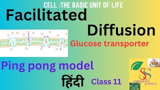 Facilitated Diffusion Ping Pong model Glucose transporterclass 11Hindi [upl. by Itsur980]