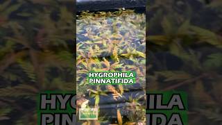 Hygrophila Pinnatifida BY THE STEM Aquarium Plant For Sale [upl. by Rodrich]