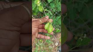 Cardiospermum halicacabumballoon vineMudakathan plantமுடக்கத்தான் செடி [upl. by Marcelia]