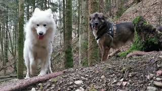 Nos deux chiens samusent près de la cascade [upl. by Anialahs]