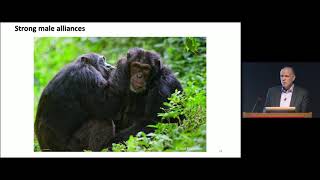 SelfDomestication in Bonobos and Other Wild Animals [upl. by Oralie]